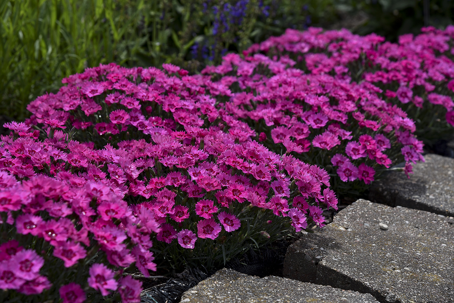 Dianthus
